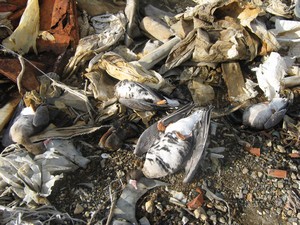 В Кувандыкском районе массово гибнут птицы
