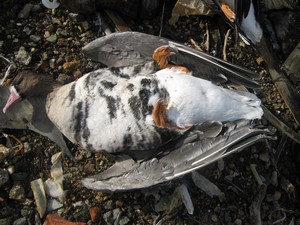 Птицы в Кувандыке отравились ядовитыми отходами