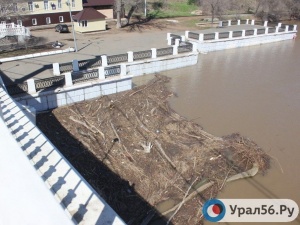 Две ондатры продолжают строительство плотины под пешеходным мостом в Оренбурге