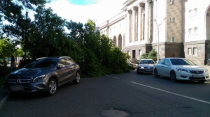 В Оренбурге возле здания правительства дерево упало на несколько припаркованных автомобилей
