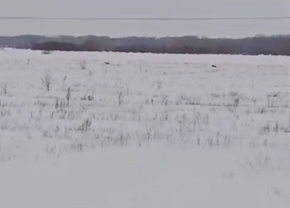 Под Оренбургом сразу в нескольких поселках заметили волков (видео)