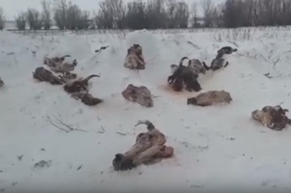 Жителей Оренбурга шокировали разбросанные вдоль дороги головы животных (видео)