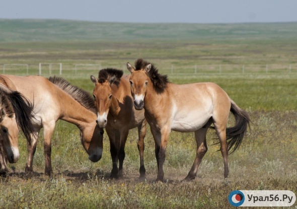 В Оренбург из США доставят лошадей Пржевальского
