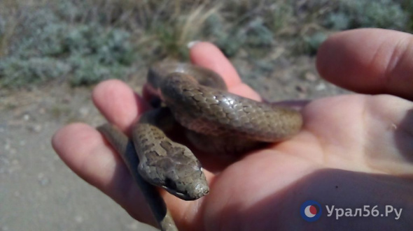 Как вести себя со змеями и что делать после их укусов? В Оренбургской области обирает несколько видом змей