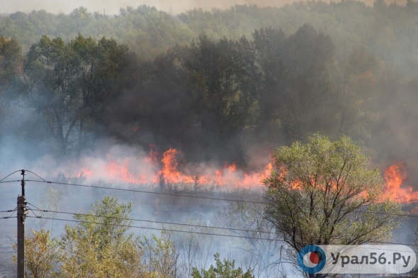 Серьезный пожар в Оренбургском районе: горит лесопосадка и поля