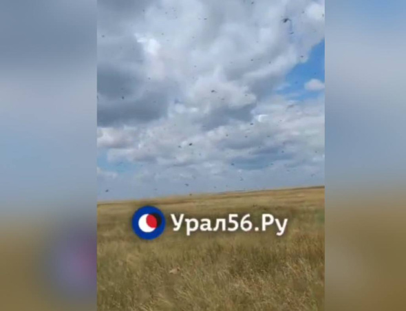 Полет саранчи засняли жители Оренбургской области на границе с Казахстаном (видео)