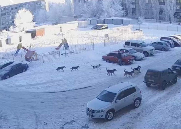 Стая бродячих собак держит в страхе жителей улицы Крайняя в Орске 