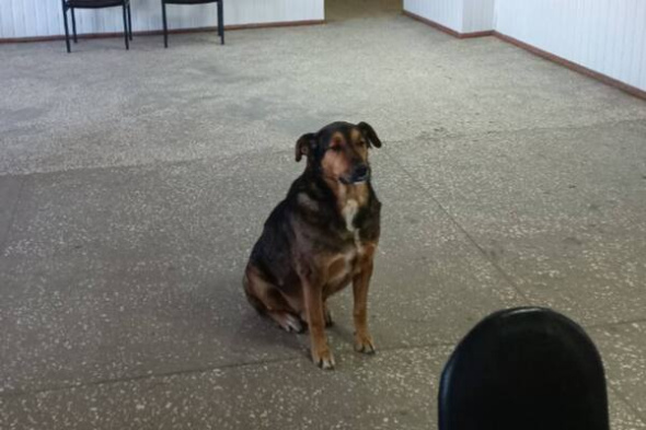 В одну из поликлиник Орска пришла бездомная собака с биркой