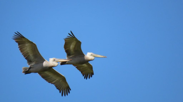 В клюв до трех ведер рыбы: Где в Оренбургской области обитают крупные водоплавающие птицы — пеликаны