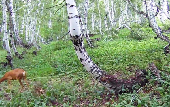 Фотограф-любитель снял в лесу косулю с крохотным детенышем