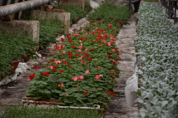 Ко Дню Победы в Северном округе Оренбурга планируют высадить около 500 тысяч цветов
