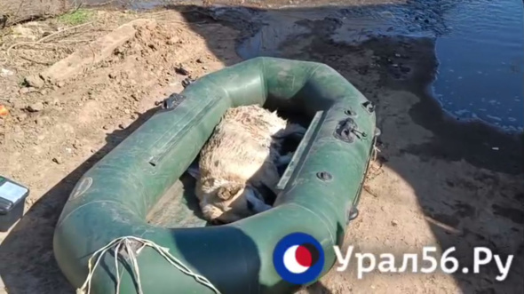 От неминуемой смерти в СНТ «Энергетик» под Оренбургом спасли брошенного алабая 