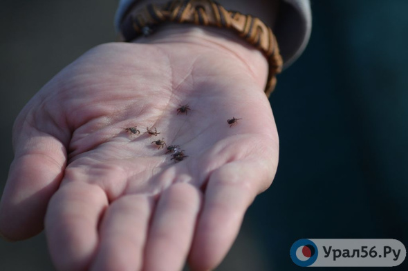 В Оренбургской области от укусов клещей пострадали уже 1173 человека, в том числе 416 детей 