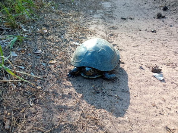 В Бузулукском бору черепахи гуляют по дорогам и придерживаются правостороннего движения