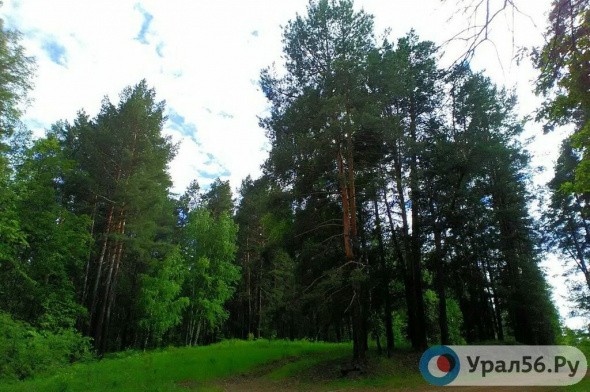 В Оренбургской области возбудили уголовное дело за незаконную вырубку деревьев в Бузулукском бору