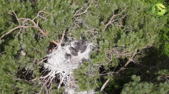 Колонию цапель в Губерлинских горах сняли с высоты. Сейчас в гнездах более 30 птенцов