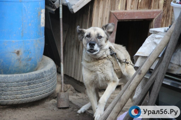 В соседнем с Оренбургской областью Башкортостане домашняя собака насмерть загрызла маленькую девочку
