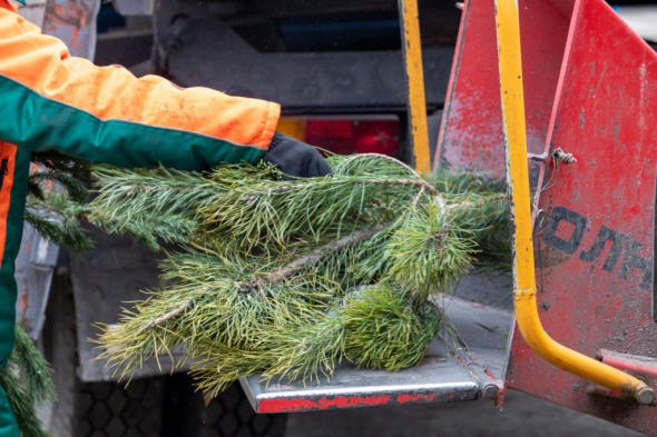 Куда жителям Оренбургской области правильно выкидывать новогодние елки? Их будут утилизировать дробилками