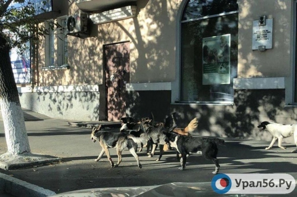 В Орске ввели запрет на вывоз собак и кошек за пределы Советского района