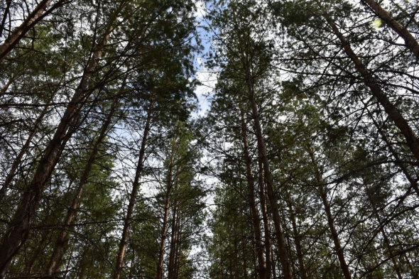 В Оренбургской области существует памятник природы «Надежденский сосновый бор» – образец степного лесоразведения на песках