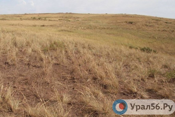 Первый вице-губернатор: — На востоке Оренбургской области идет большое опустынивание