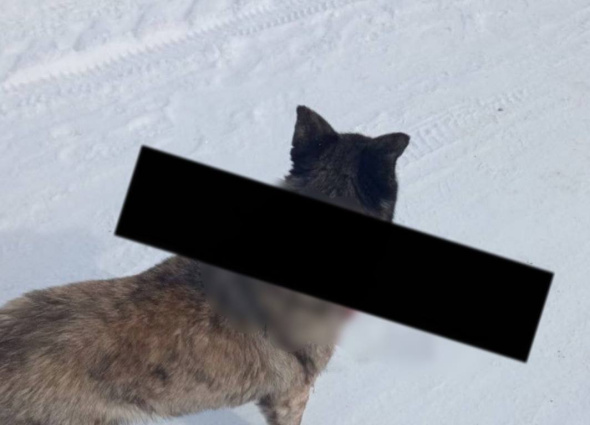 В селе Александровка Оренбургской области неизвестные выстрелили в собаку из арбалета 