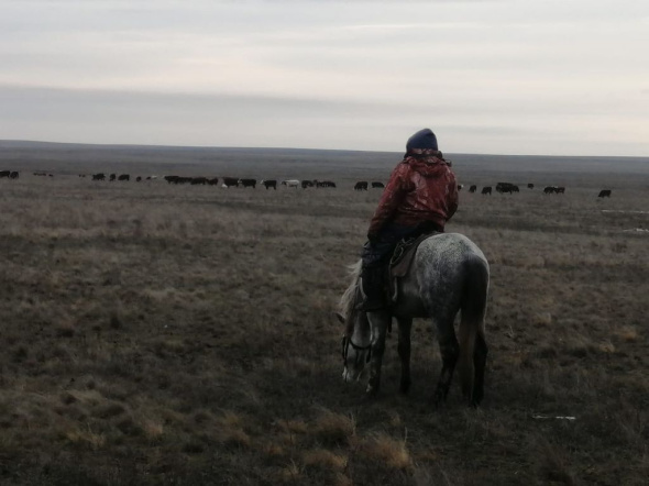 В Оренбургской области всю ночь искали пастуха на лошади, который вместе со стадом заблудился в тумане