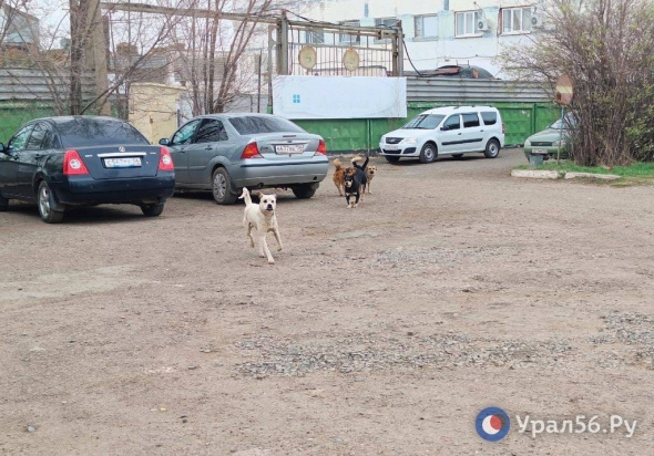 ЦДХ: 10-летняя девочка из Оренбурга пострадала от нападения домашней собаки, а не бездомной 