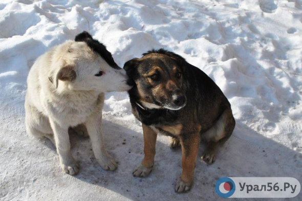 В Оренбургском областном суде рассмотрят иск к «Закону об эвтаназии животных»
