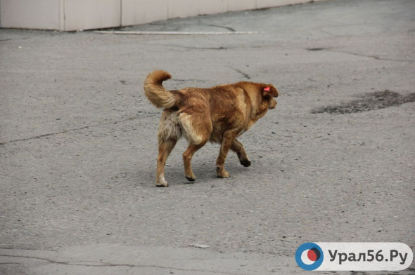 В Оренбурге бездомная собака покусала ребенка. С администрации в пользу девочки взыскали 80 тысяч рублей