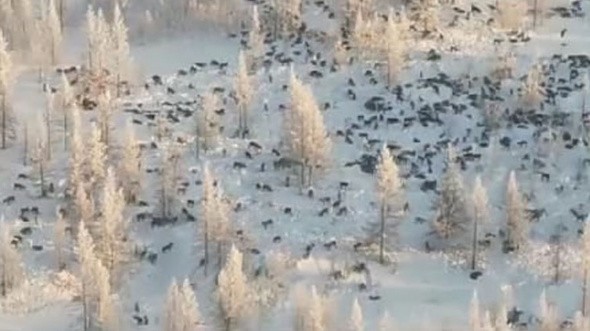 Это фейк: на Оренбургскую область не надвигается стая волков из Казахстана!
