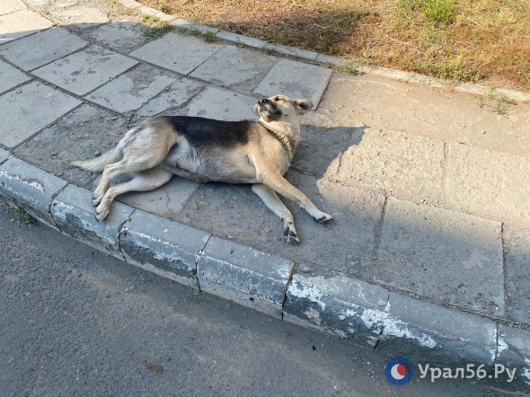 Поймано 239 собак: Справляется ли с работой новый подрядчик по отлову животных в Оренбурге? 