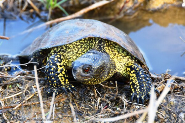 Орлы, куропатки и черепахи: в Оренбургском заповеднике разгар лета