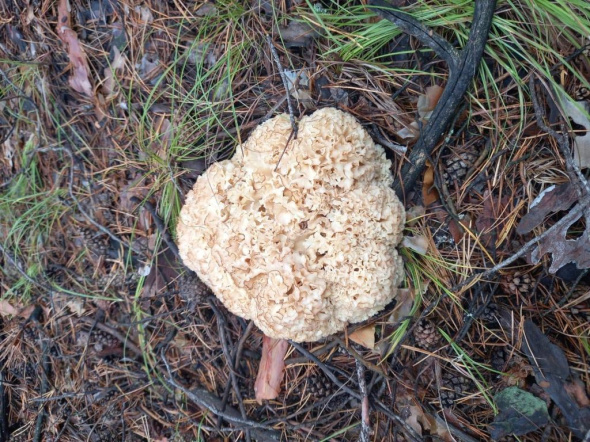 В нацпарке «Бузулукский бор» растут краснокнижные грибы, похожие на капусту