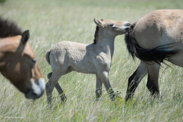 В Оренбургском заповеднике живут 12 групп лошадей Пржевальского. Свежие фото степных жителей