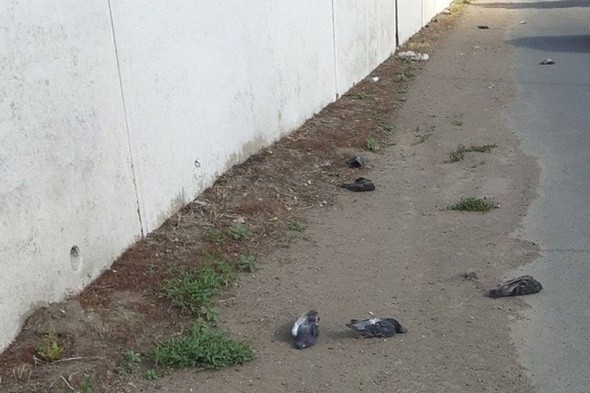 Жители Оренбурга жалуются на большое количество трупов голубей в городе
