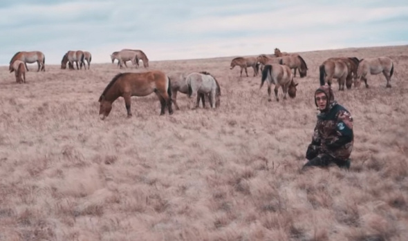 «Копытная Санта-Барбара»: Оренбургский заповедник снимает фильм об обитающих в нем лошадях Пржевальского