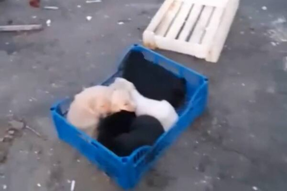 «Они все в пакете целлофановом»: Житель Оренбургской области выкинул 8 маленьких щенков в мусорный бак
