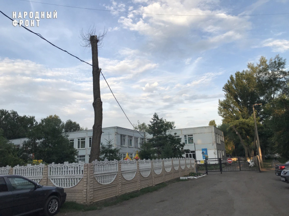 В Оренбурге опиленное дерево без веток служит опорой для линии электропередачи