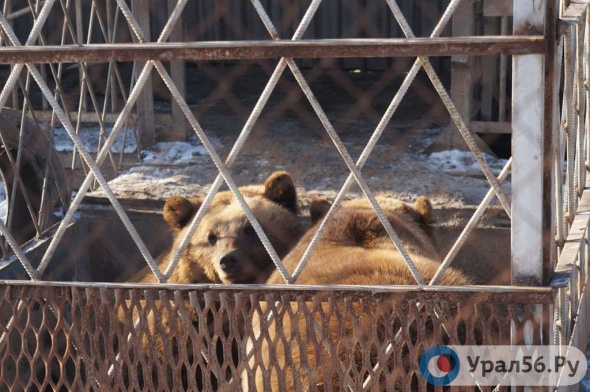 Через Оренбургскую область незаконно пытались вывезти 4-х медвежат. Дело контрабандистов поступило в суд