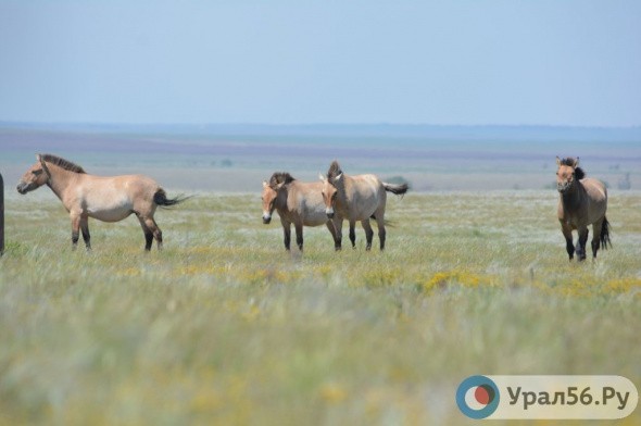  В Оренбургский заповедник привезут еще лошадей Пржевальского – на этот раз из США