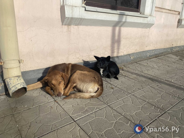 В Оренбурге на протяжении двух месяцев будут отлавливать и стерилизовать собак за 2,5 млн рублей