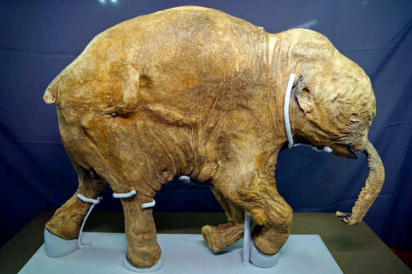 В Оренбургском губернаторском музее открывается выставка с самым известным экспонатом Ямала — мамонтенком Любой