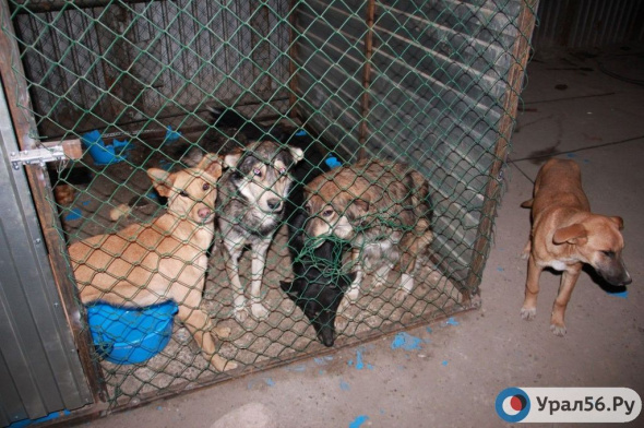 Депутаты Орска подготовили обращение в Госдуму по поводу строительства приюта для бездомных животных 