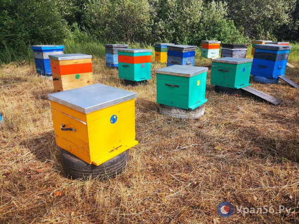 Пчелы-«убийцы» из Узбекистана могут полностью истребить среднерусских пчел в Башкирии уже в ближайшее время