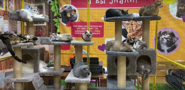 В Орске выставка котов работала без лицензии
