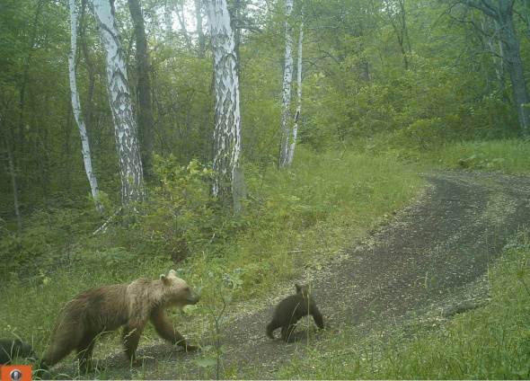 Сегодня в России День медведя. Где можно встретить этих животных в Оренбургской области?