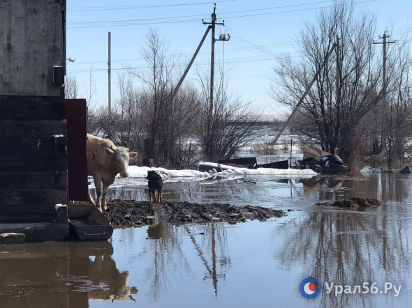 Село Ащебутак Домбаровского района ушло под воду. Люди пытаются спасти себя и скот