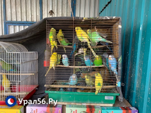 В Оренбургской области могут запретить продажу животных на птичьих рынках и в зоомагазинах 