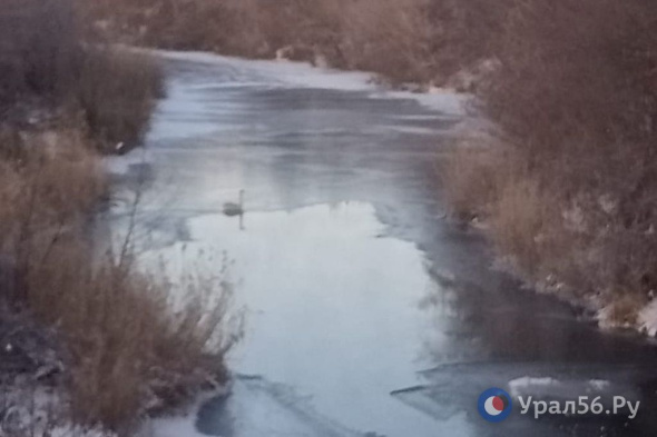 Спасатели не могут подобраться к лебедю с поврежденным крылом под Новотроицком из-за течения реки